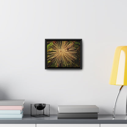 Rainforest Trails & Views - Gallery Canvas Wraps, Horizontal Frame - El Yunque National Forest - Puerto Rico - Starlike seeds of the Sierra Palm - Green Forest Home
