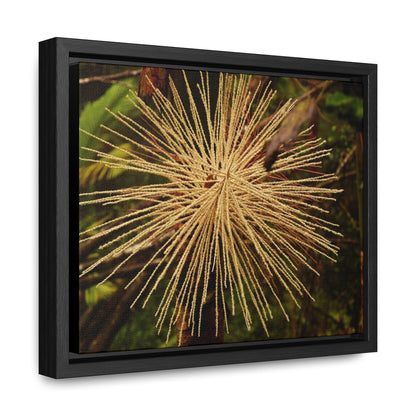Rainforest Trails & Views - Gallery Canvas Wraps, Horizontal Frame - El Yunque National Forest - Puerto Rico - Starlike seeds of the Sierra Palm - Green Forest Home