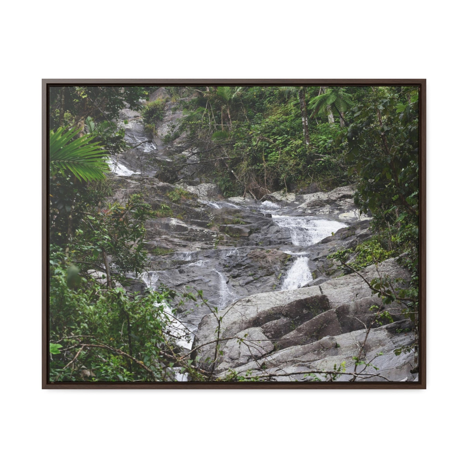 Rainforest Trails & Views - Gallery Canvas Wraps, Horizontal Frame - El Yunque National Forest - Puerto Rico - Steep Icacos River - water flows to the nearby towns drinking water - Green Forest Home