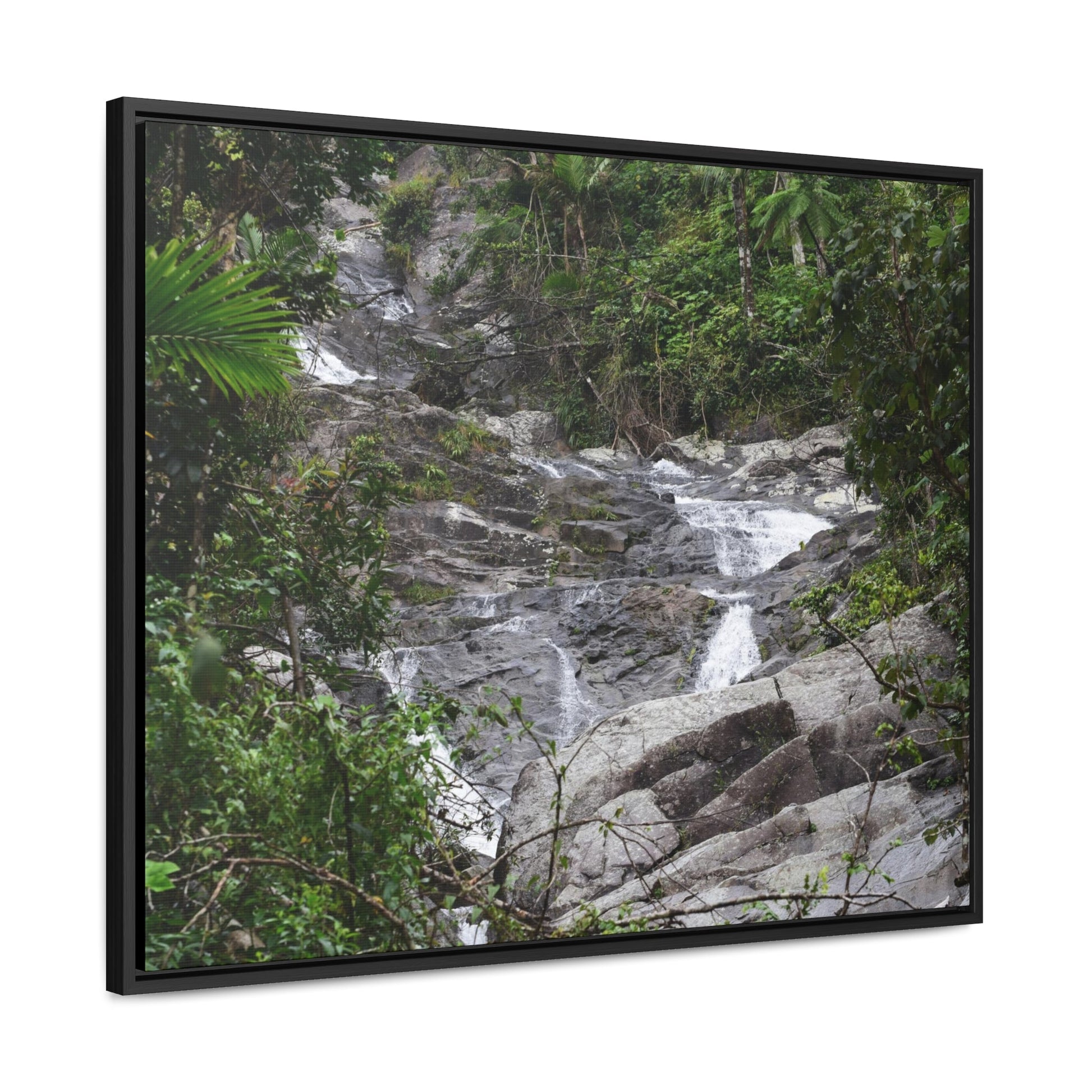 Rainforest Trails & Views - Gallery Canvas Wraps, Horizontal Frame - El Yunque National Forest - Puerto Rico - Steep Icacos River - water flows to the nearby towns drinking water - Green Forest Home