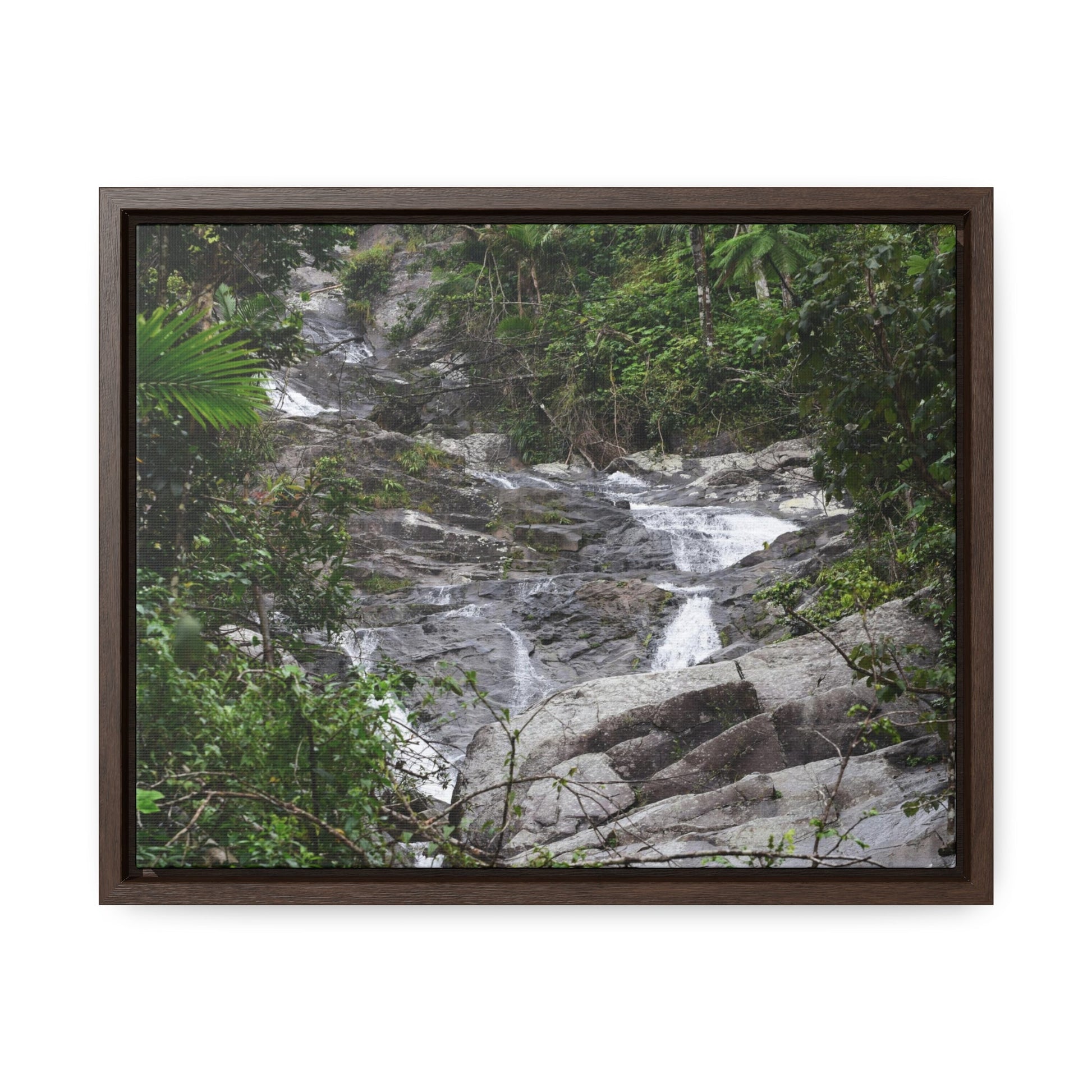 Rainforest Trails & Views - Gallery Canvas Wraps, Horizontal Frame - El Yunque National Forest - Puerto Rico - Steep Icacos River - water flows to the nearby towns drinking water - Green Forest Home