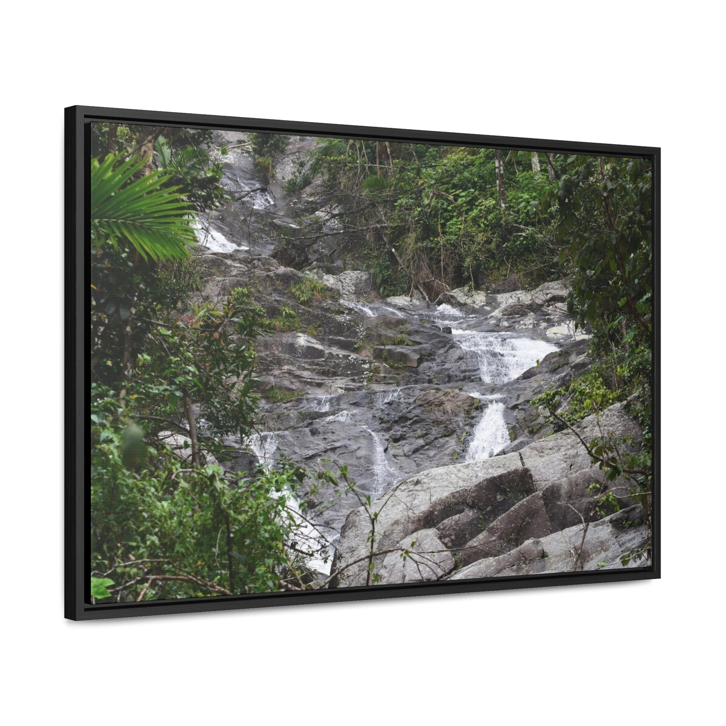 Rainforest Trails & Views - Gallery Canvas Wraps, Horizontal Frame - El Yunque National Forest - Puerto Rico - Steep Icacos River - water flows to the nearby towns drinking water - Green Forest Home