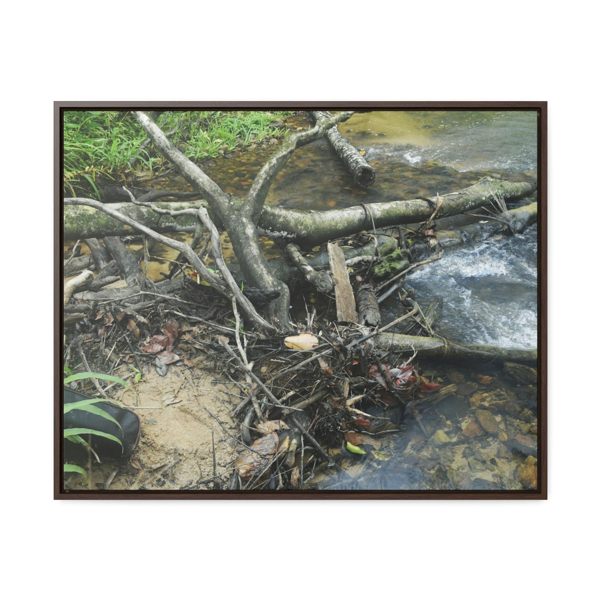 Rainforest Trails & Views - Gallery Canvas Wraps, Horizontal Frame - El Yunque National Forest - Puerto Rico - Tangle due to flodding the Rio Sabana river - Green Forest Home