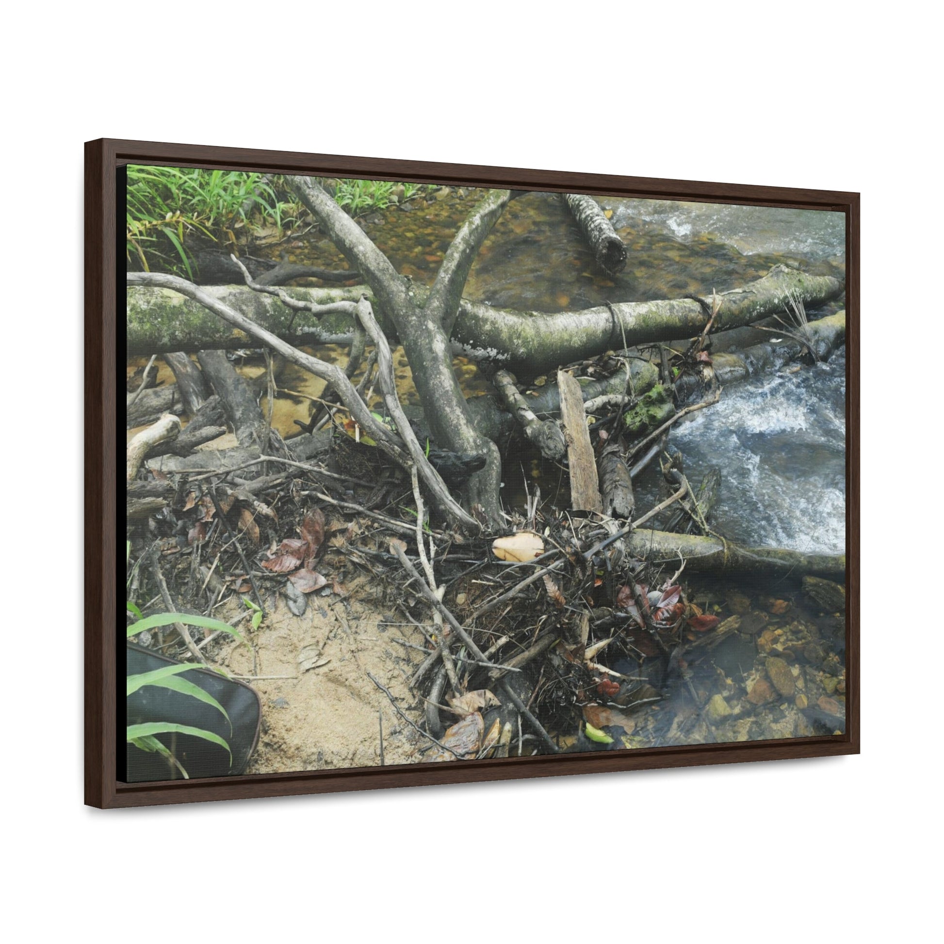 Rainforest Trails & Views - Gallery Canvas Wraps, Horizontal Frame - El Yunque National Forest - Puerto Rico - Tangle due to flodding the Rio Sabana river - Green Forest Home