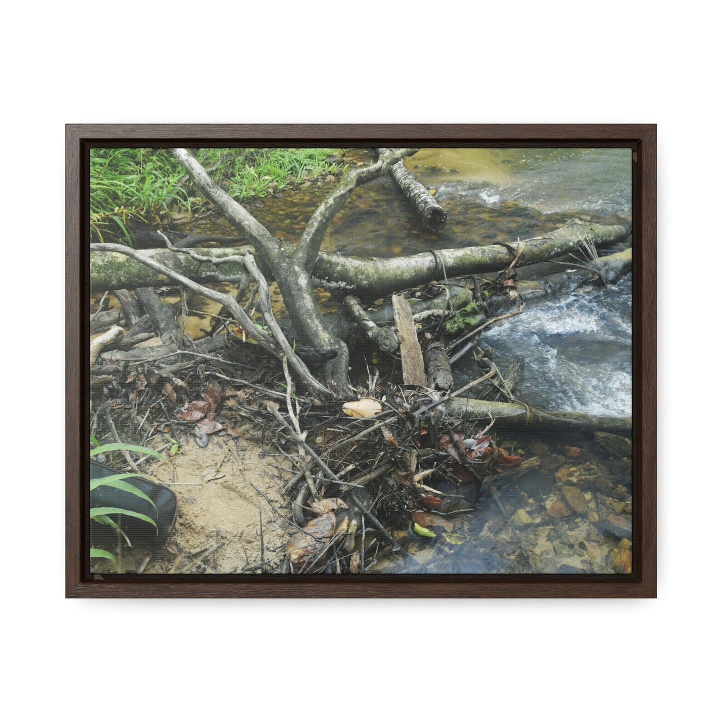 Rainforest Trails & Views - Gallery Canvas Wraps, Horizontal Frame - El Yunque National Forest - Puerto Rico - Tangle due to flodding the Rio Sabana river - Green Forest Home