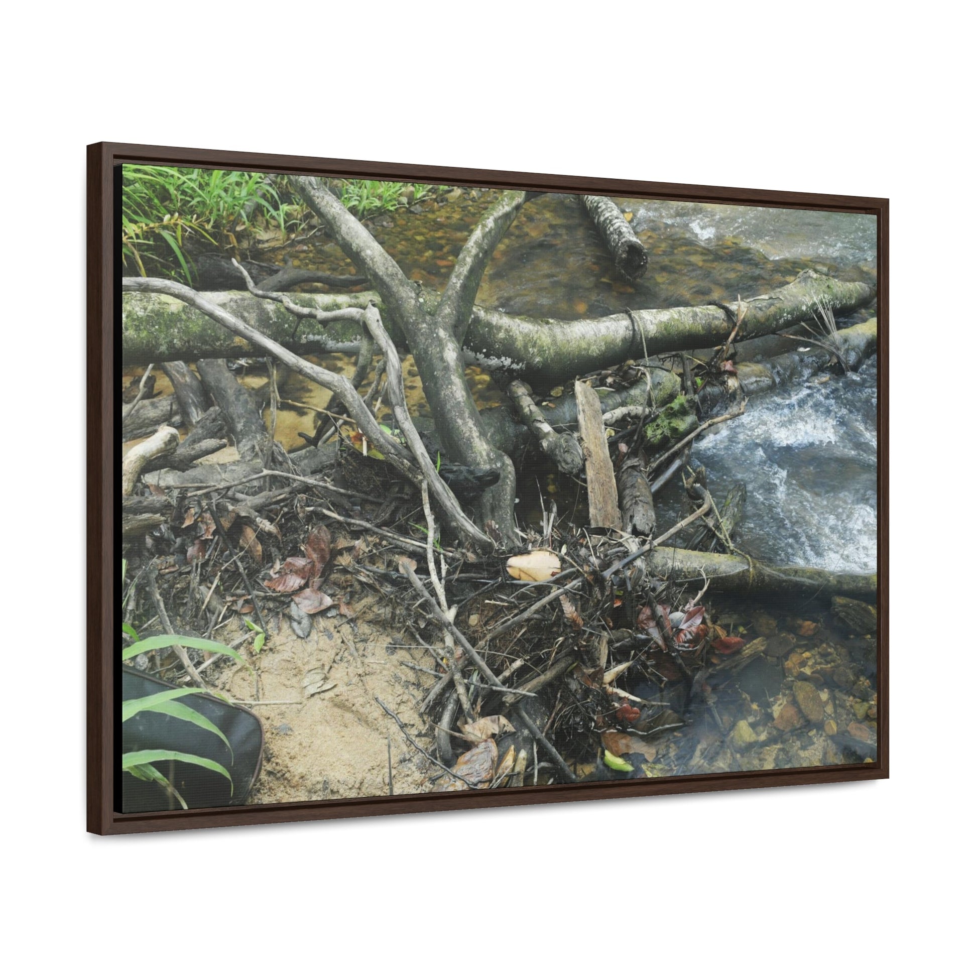 Rainforest Trails & Views - Gallery Canvas Wraps, Horizontal Frame - El Yunque National Forest - Puerto Rico - Tangle due to flodding the Rio Sabana river - Green Forest Home