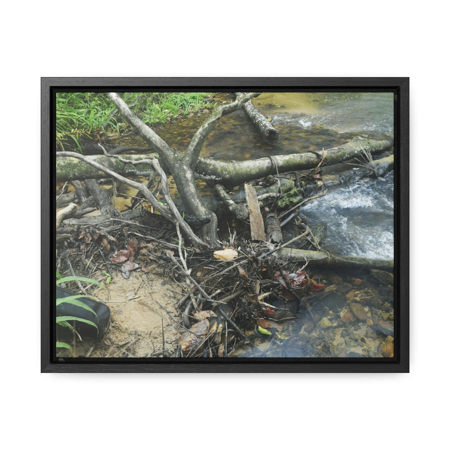 Rainforest Trails & Views - Gallery Canvas Wraps, Horizontal Frame - El Yunque National Forest - Puerto Rico - Tangle due to flodding the Rio Sabana river - Green Forest Home