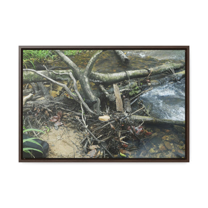 Rainforest Trails & Views - Gallery Canvas Wraps, Horizontal Frame - El Yunque National Forest - Puerto Rico - Tangle due to flodding the Rio Sabana river - Green Forest Home