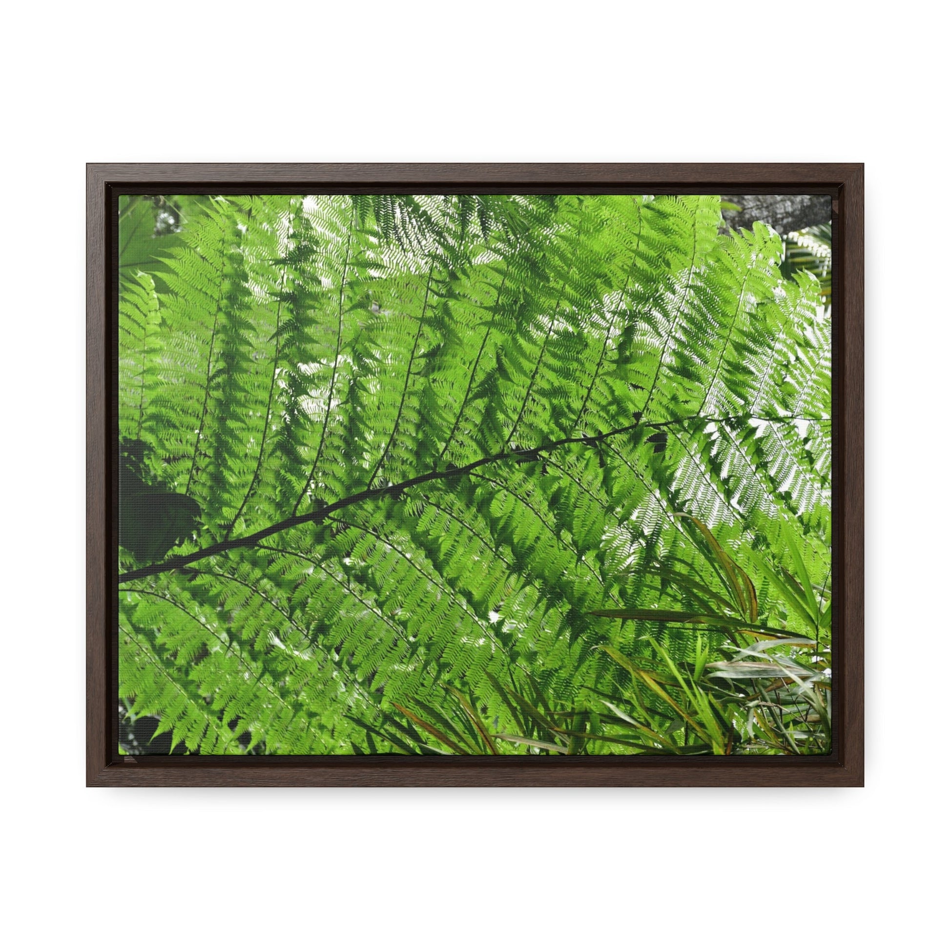 Rainforest Trails & Views - Gallery Canvas Wraps, Horizontal Frame - El Yunque National Forest - Puerto Rico - The ancient Fern Palm - Green Forest Home