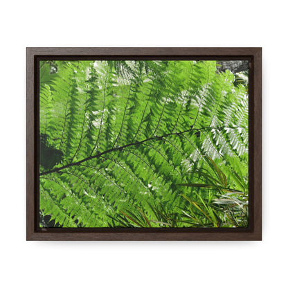 Rainforest Trails & Views - Gallery Canvas Wraps, Horizontal Frame - El Yunque National Forest - Puerto Rico - The ancient Fern Palm - Green Forest Home