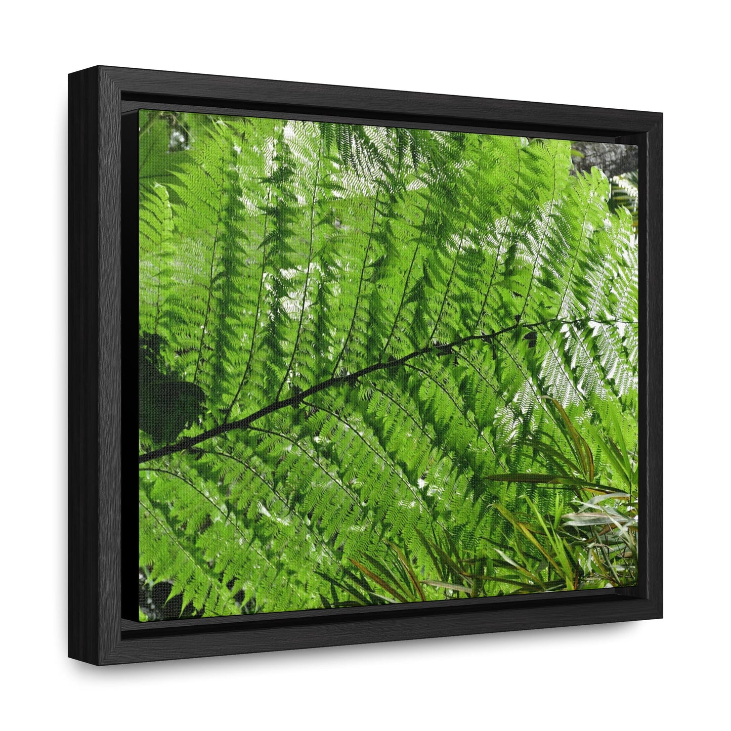 Rainforest Trails & Views - Gallery Canvas Wraps, Horizontal Frame - El Yunque National Forest - Puerto Rico - The ancient Fern Palm - Green Forest Home