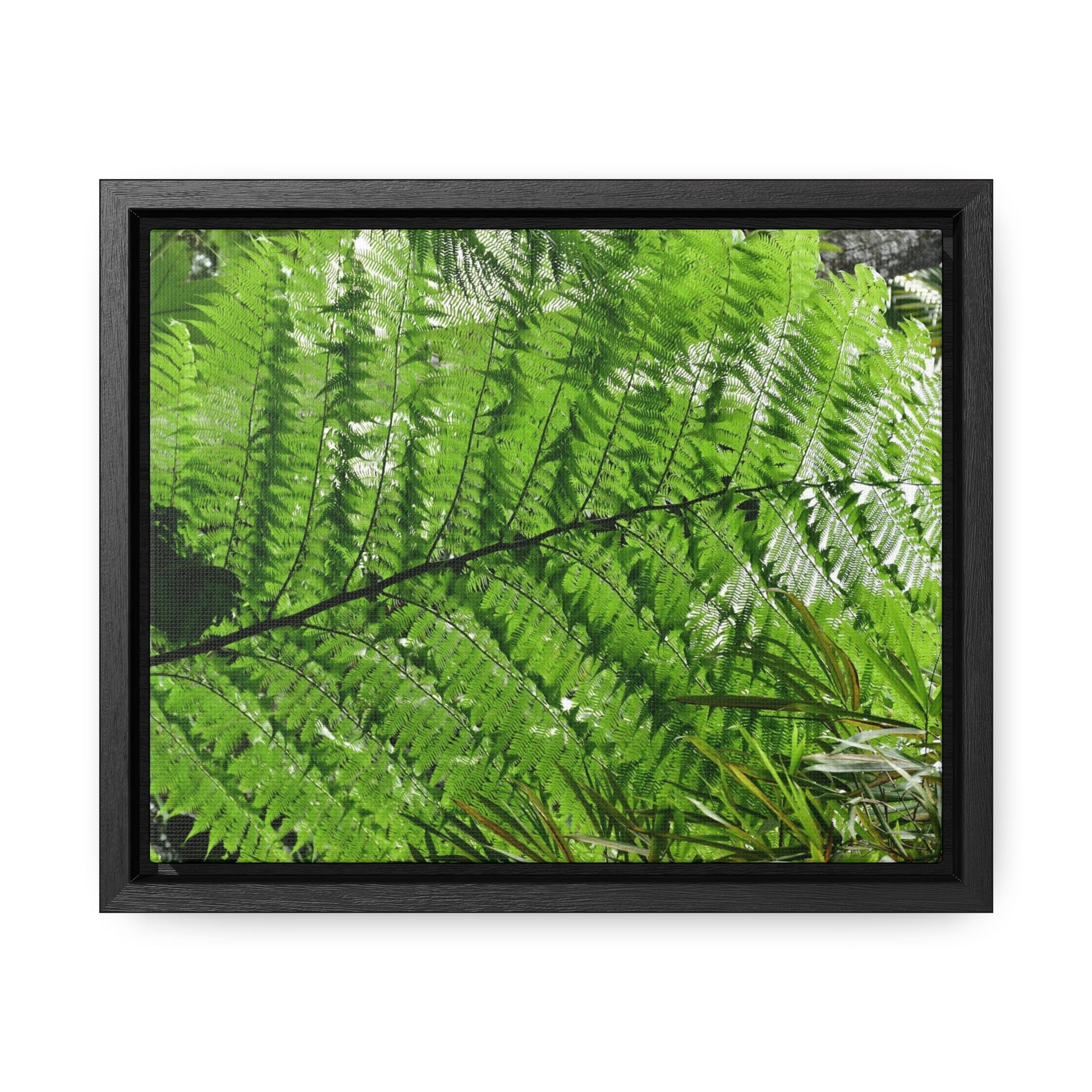 Rainforest Trails & Views - Gallery Canvas Wraps, Horizontal Frame - El Yunque National Forest - Puerto Rico - The ancient Fern Palm - Green Forest Home
