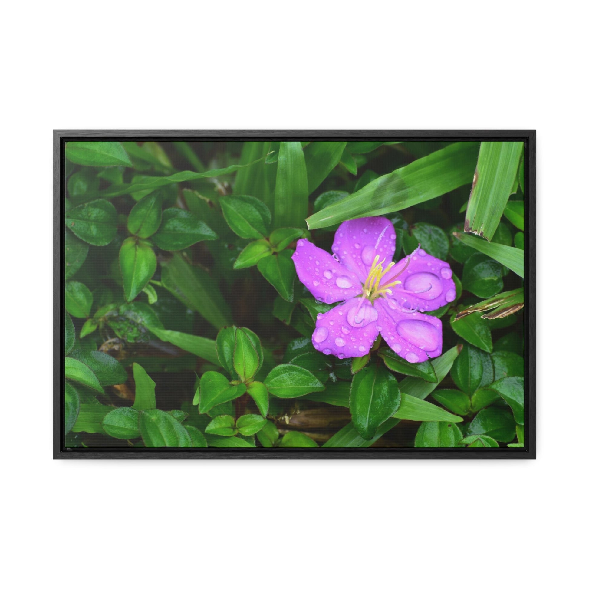 Rainforest Trails & Views - Gallery Canvas Wraps, Horizontal Frame - El Yunque National Forest - Puerto Rico - The beauty of a simple flower after the rain - Green Forest Home