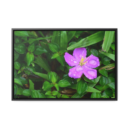 Rainforest Trails & Views - Gallery Canvas Wraps, Horizontal Frame - El Yunque National Forest - Puerto Rico - The beauty of a simple flower after the rain - Green Forest Home