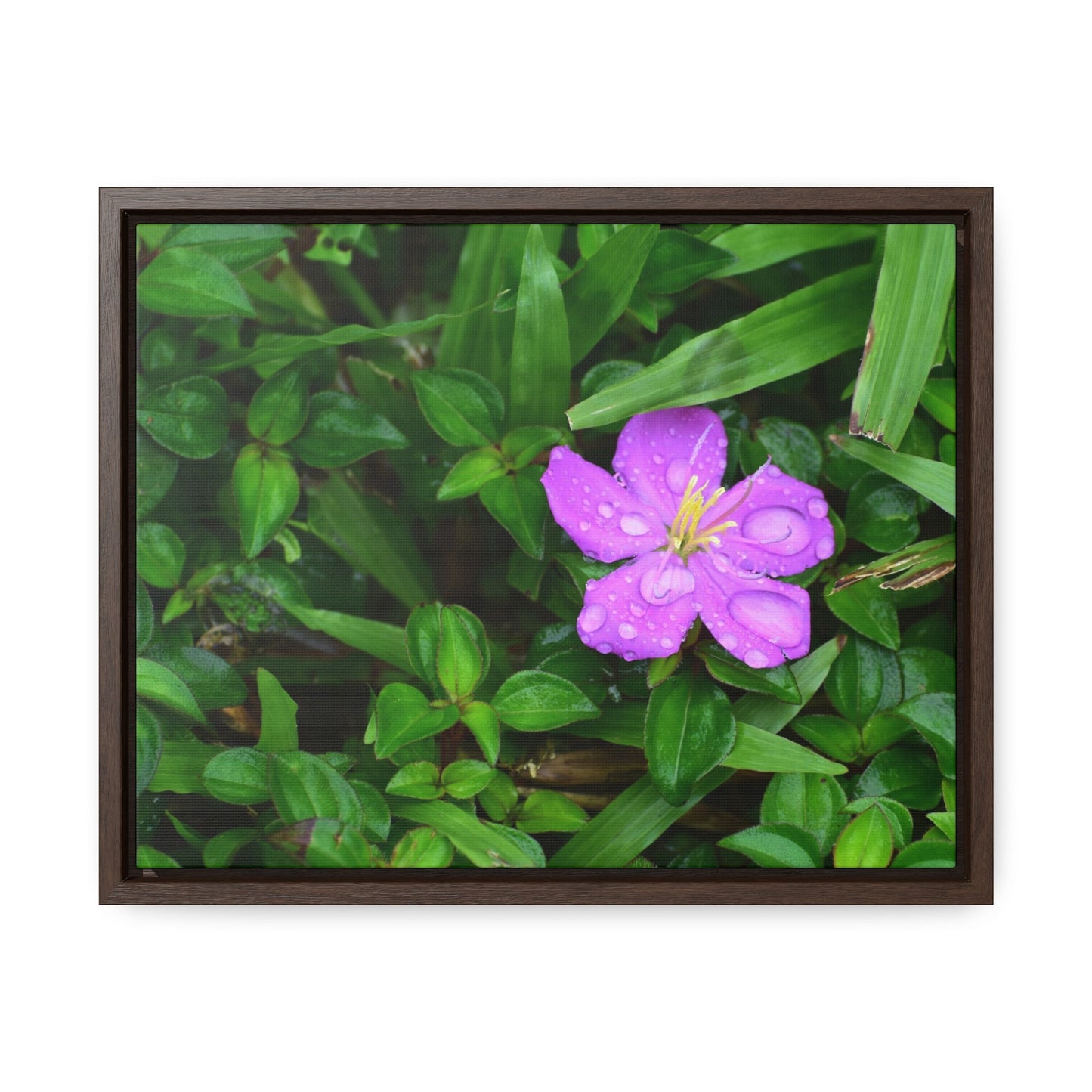 Rainforest Trails & Views - Gallery Canvas Wraps, Horizontal Frame - El Yunque National Forest - Puerto Rico - The beauty of a simple flower after the rain - Green Forest Home