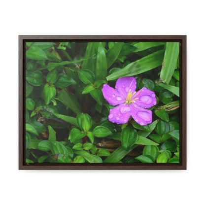Rainforest Trails & Views - Gallery Canvas Wraps, Horizontal Frame - El Yunque National Forest - Puerto Rico - The beauty of a simple flower after the rain - Green Forest Home