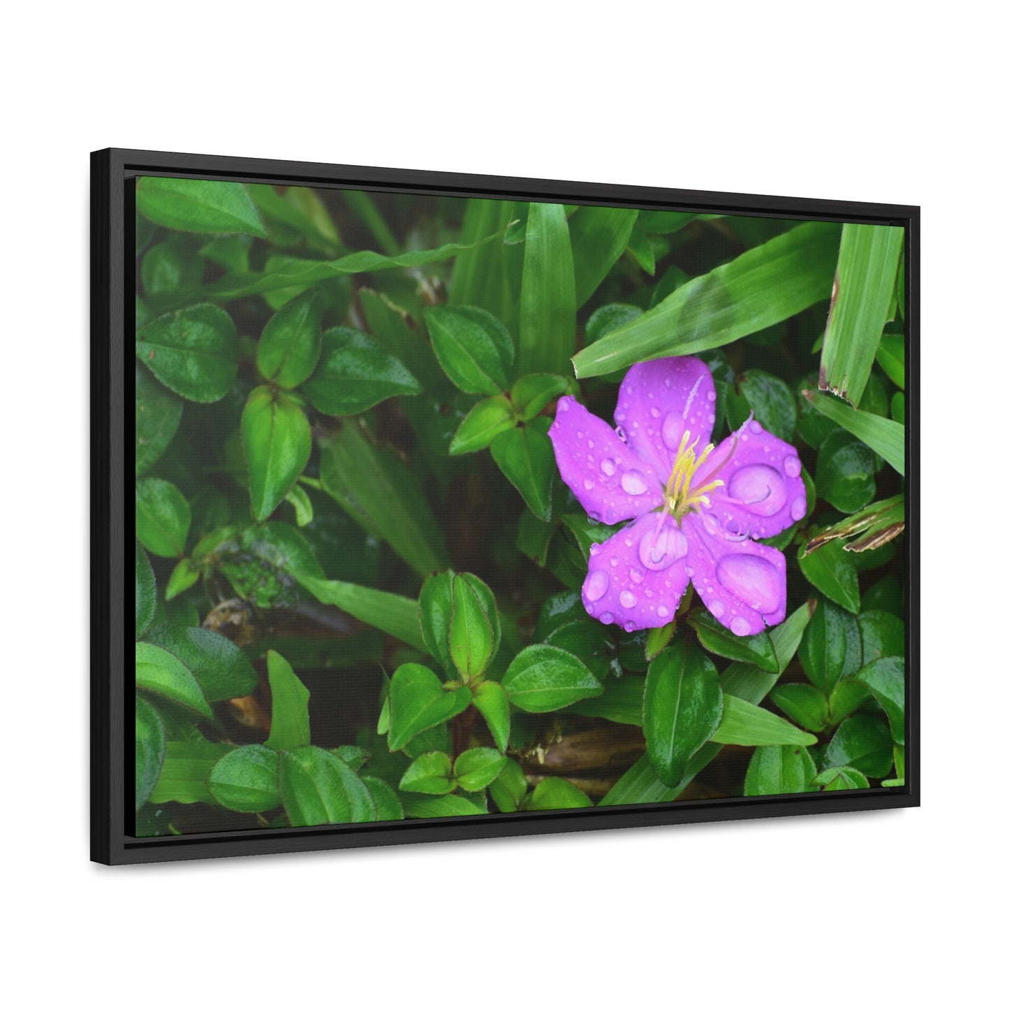 Rainforest Trails & Views - Gallery Canvas Wraps, Horizontal Frame - El Yunque National Forest - Puerto Rico - The beauty of a simple flower after the rain - Green Forest Home