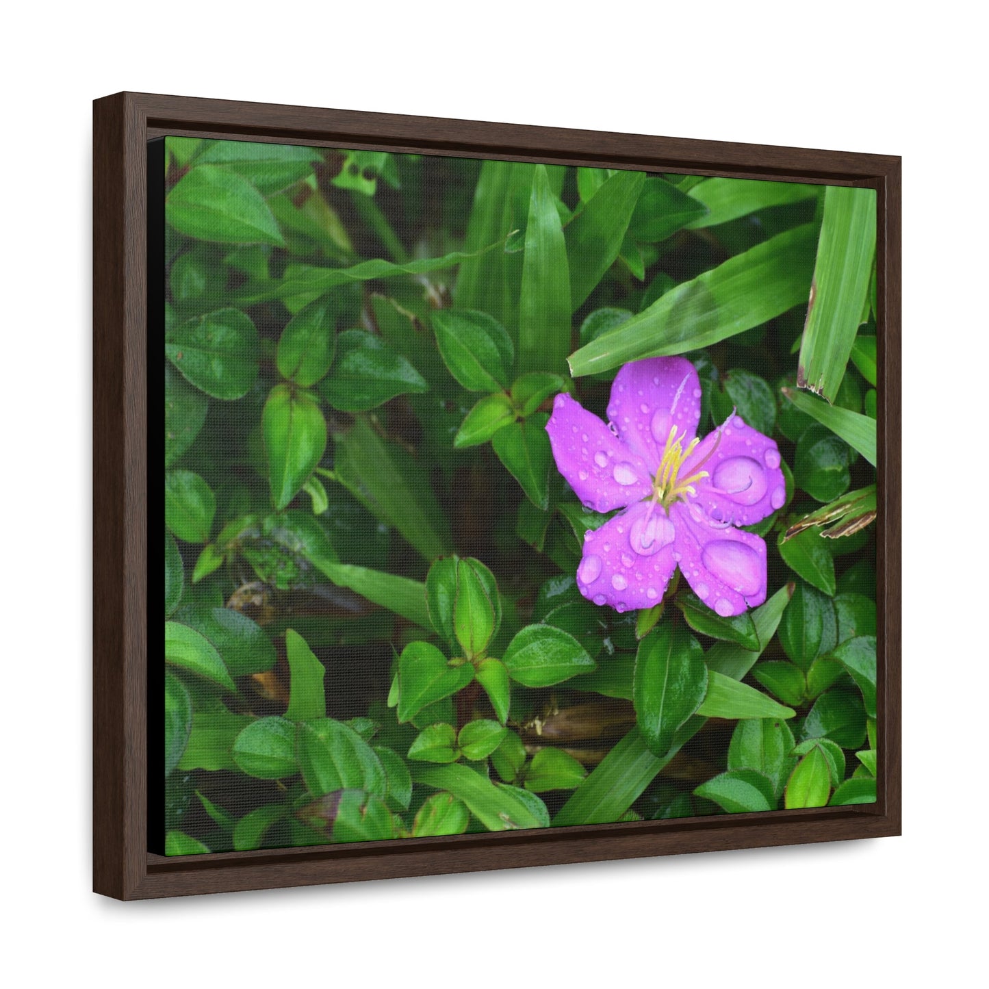 Rainforest Trails & Views - Gallery Canvas Wraps, Horizontal Frame - El Yunque National Forest - Puerto Rico - The beauty of a simple flower after the rain - Green Forest Home