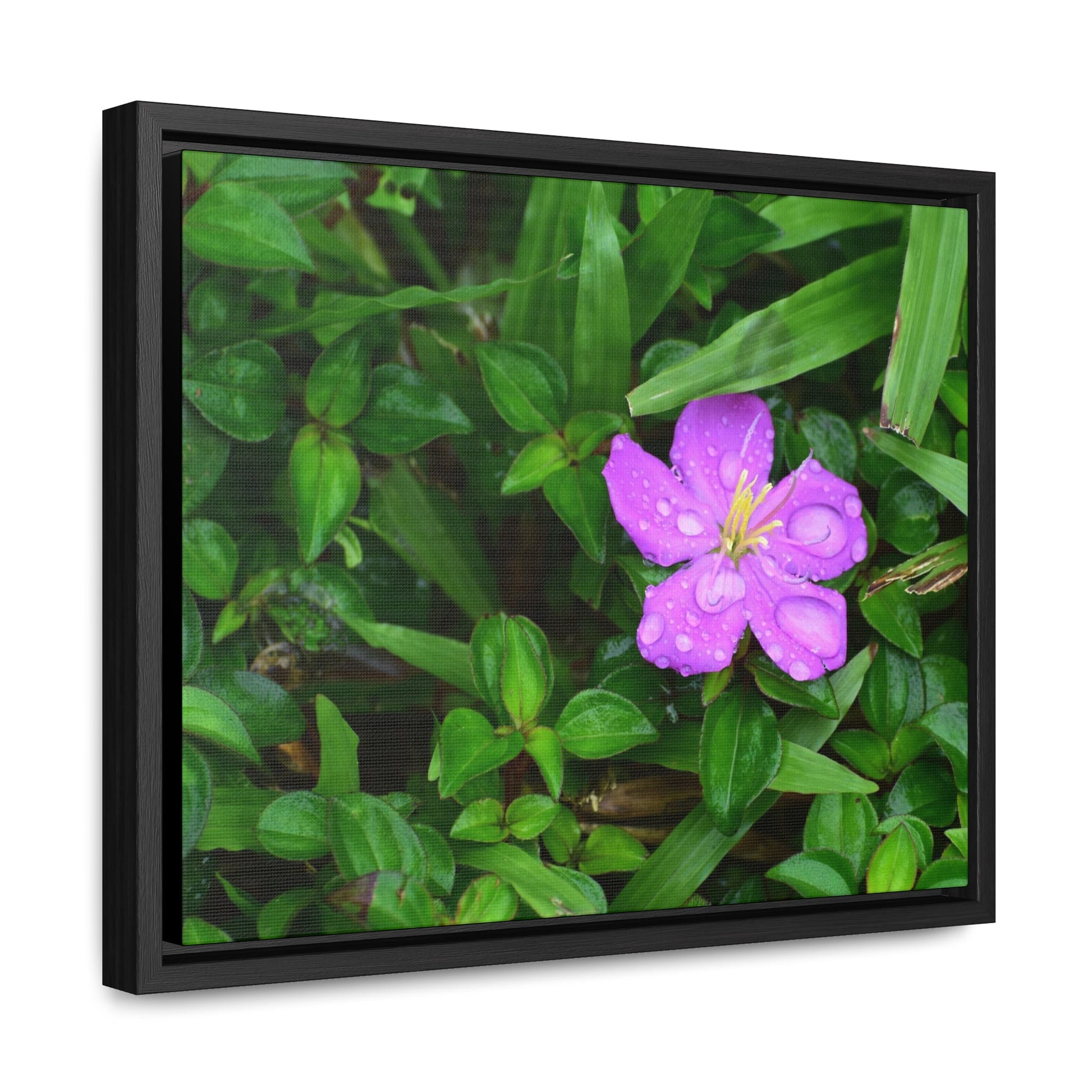 Rainforest Trails & Views - Gallery Canvas Wraps, Horizontal Frame - El Yunque National Forest - Puerto Rico - The beauty of a simple flower after the rain - Green Forest Home