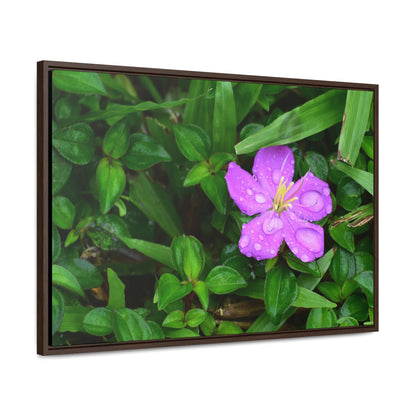 Rainforest Trails & Views - Gallery Canvas Wraps, Horizontal Frame - El Yunque National Forest - Puerto Rico - The beauty of a simple flower after the rain - Green Forest Home