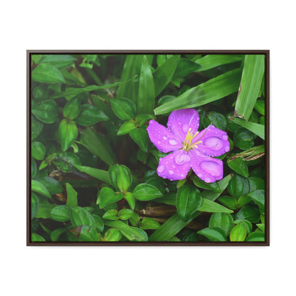 Rainforest Trails & Views - Gallery Canvas Wraps, Horizontal Frame - El Yunque National Forest - Puerto Rico - The beauty of a simple flower after the rain - Green Forest Home