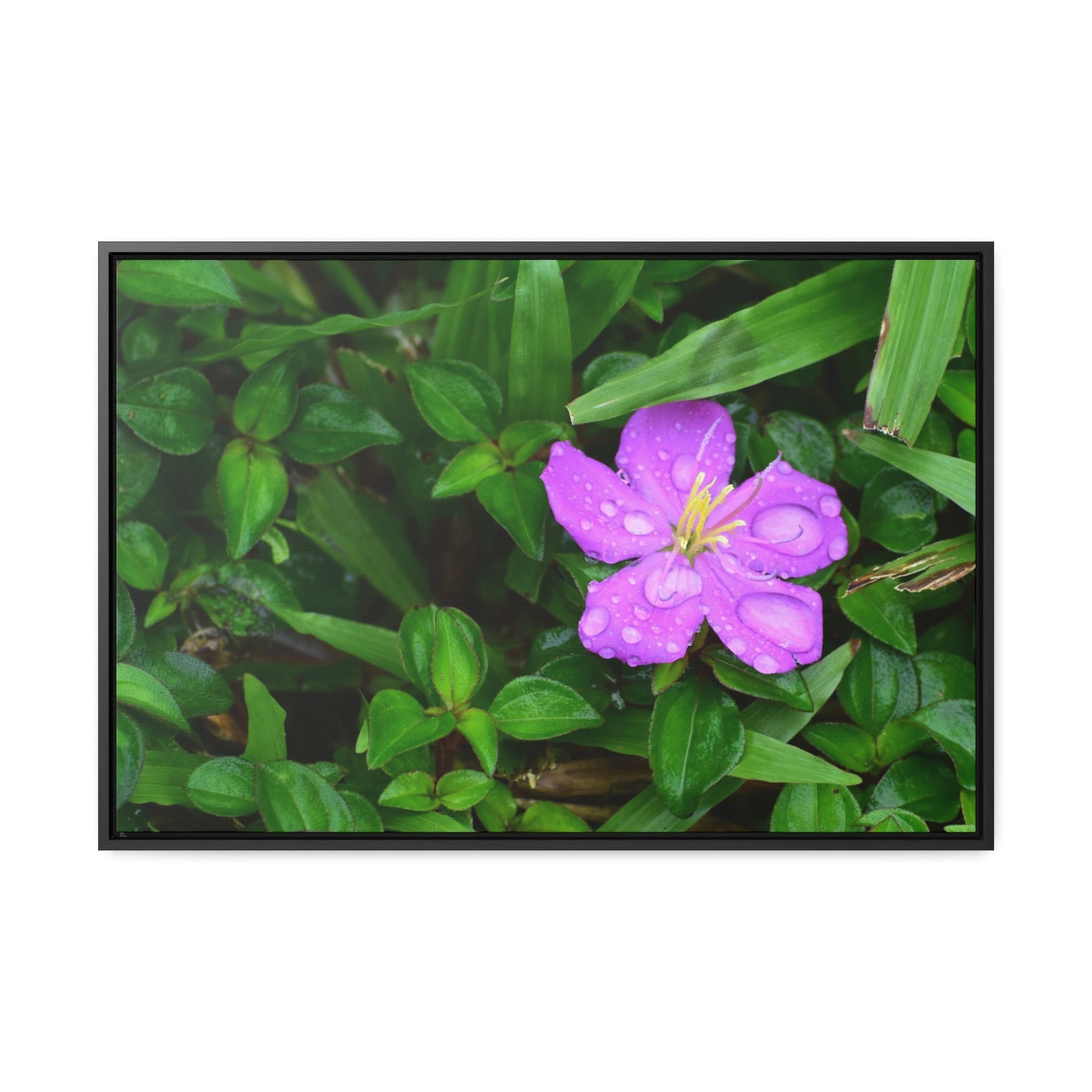 Rainforest Trails & Views - Gallery Canvas Wraps, Horizontal Frame - El Yunque National Forest - Puerto Rico - The beauty of a simple flower after the rain - Green Forest Home