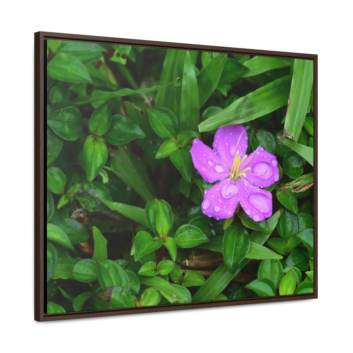 Rainforest Trails & Views - Gallery Canvas Wraps, Horizontal Frame - El Yunque National Forest - Puerto Rico - The beauty of a simple flower after the rain - Green Forest Home
