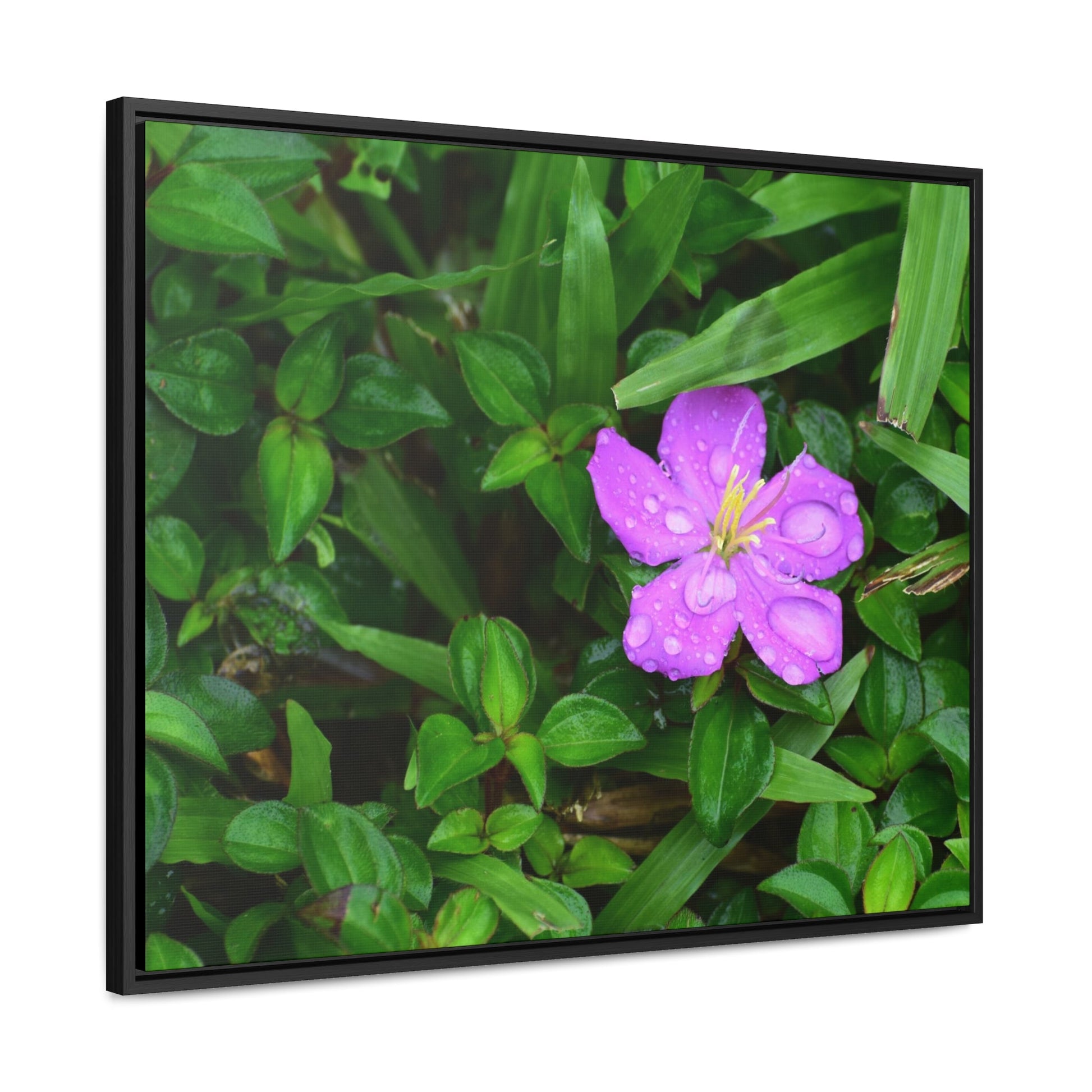 Rainforest Trails & Views - Gallery Canvas Wraps, Horizontal Frame - El Yunque National Forest - Puerto Rico - The beauty of a simple flower after the rain - Green Forest Home