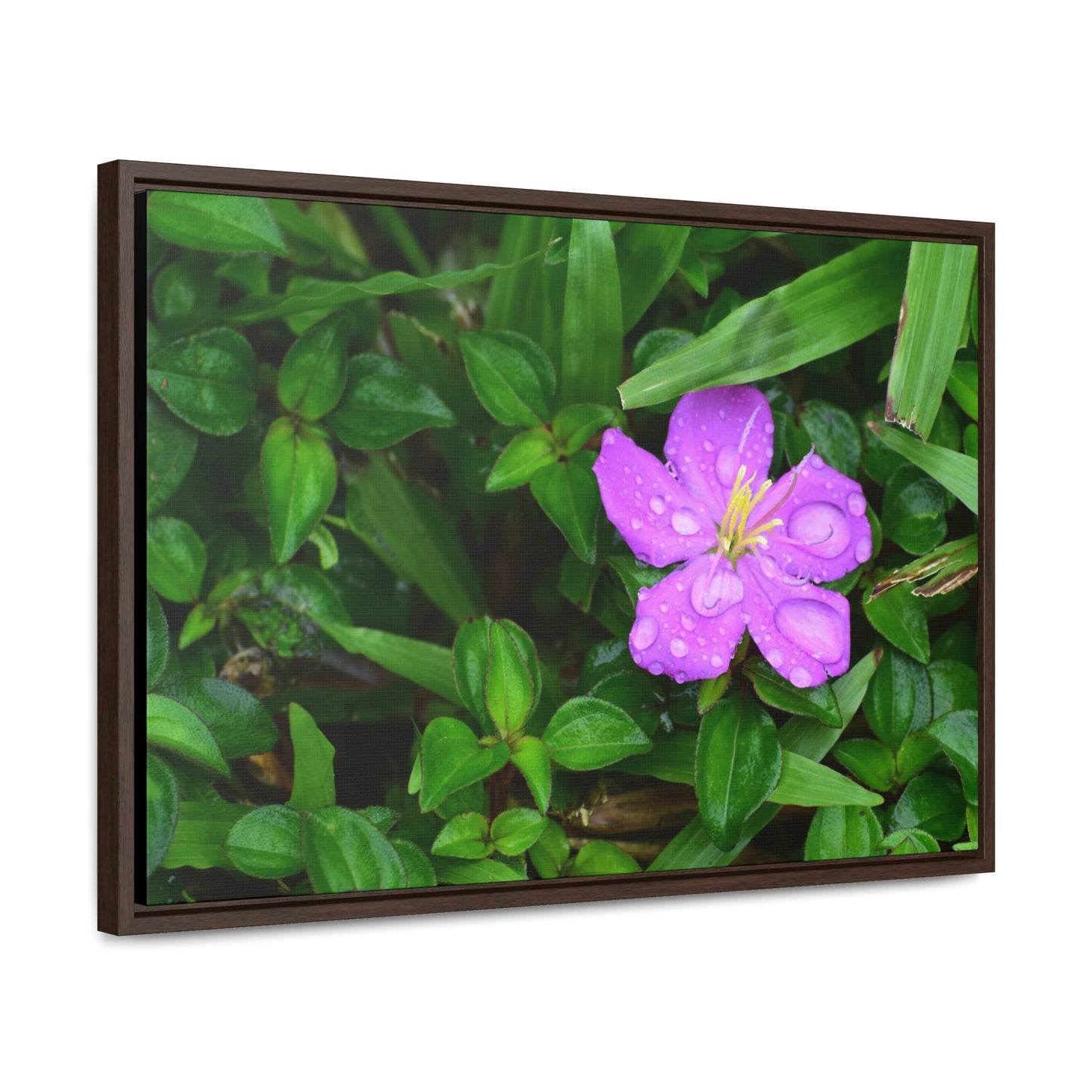 Rainforest Trails & Views - Gallery Canvas Wraps, Horizontal Frame - El Yunque National Forest - Puerto Rico - The beauty of a simple flower after the rain - Green Forest Home
