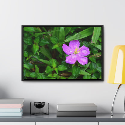 Rainforest Trails & Views - Gallery Canvas Wraps, Horizontal Frame - El Yunque National Forest - Puerto Rico - The beauty of a simple flower after the rain - Green Forest Home