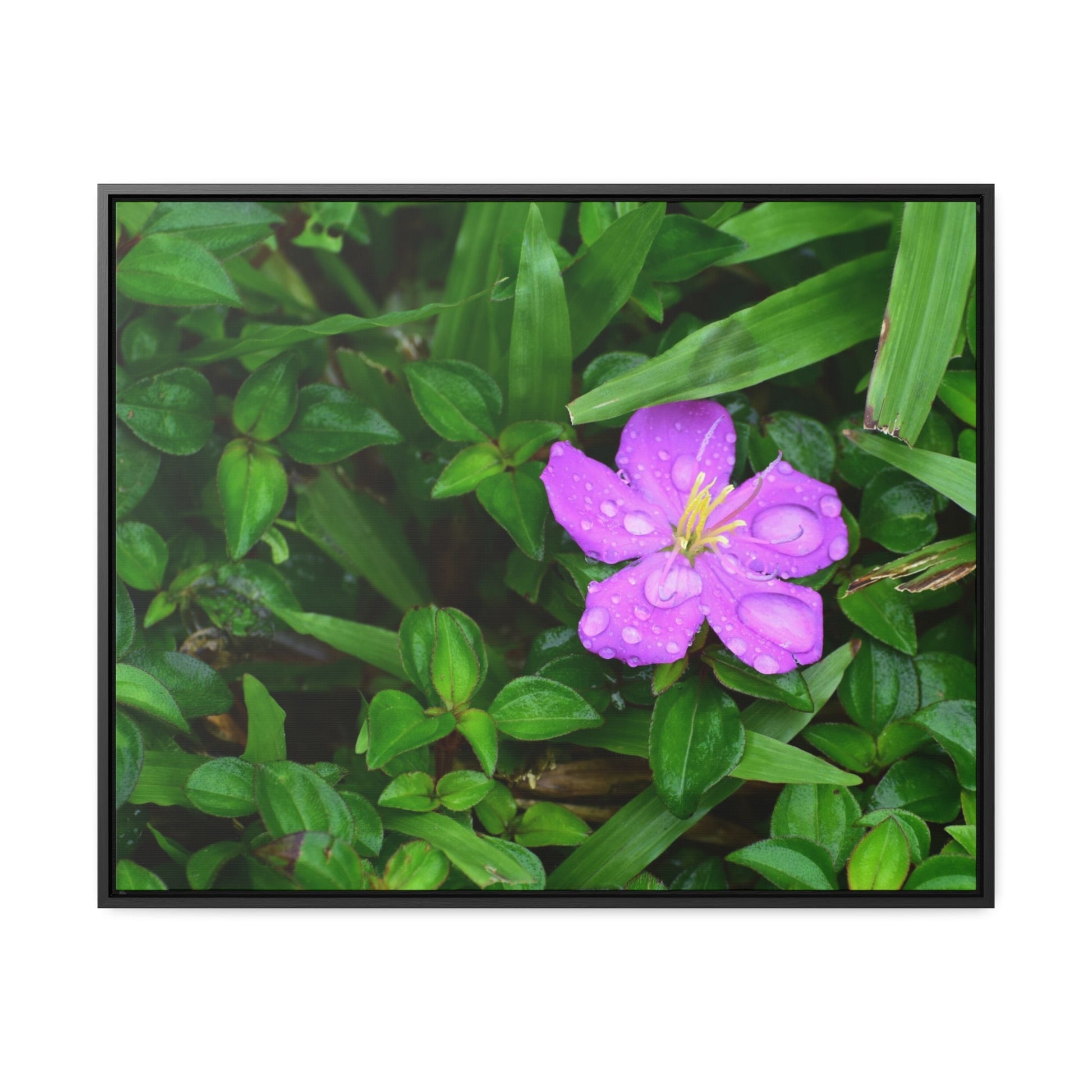 Rainforest Trails & Views - Gallery Canvas Wraps, Horizontal Frame - El Yunque National Forest - Puerto Rico - The beauty of a simple flower after the rain - Green Forest Home