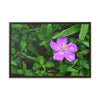 Rainforest Trails & Views - Gallery Canvas Wraps, Horizontal Frame - El Yunque National Forest - Puerto Rico - The beauty of a simple flower after the rain - Green Forest Home