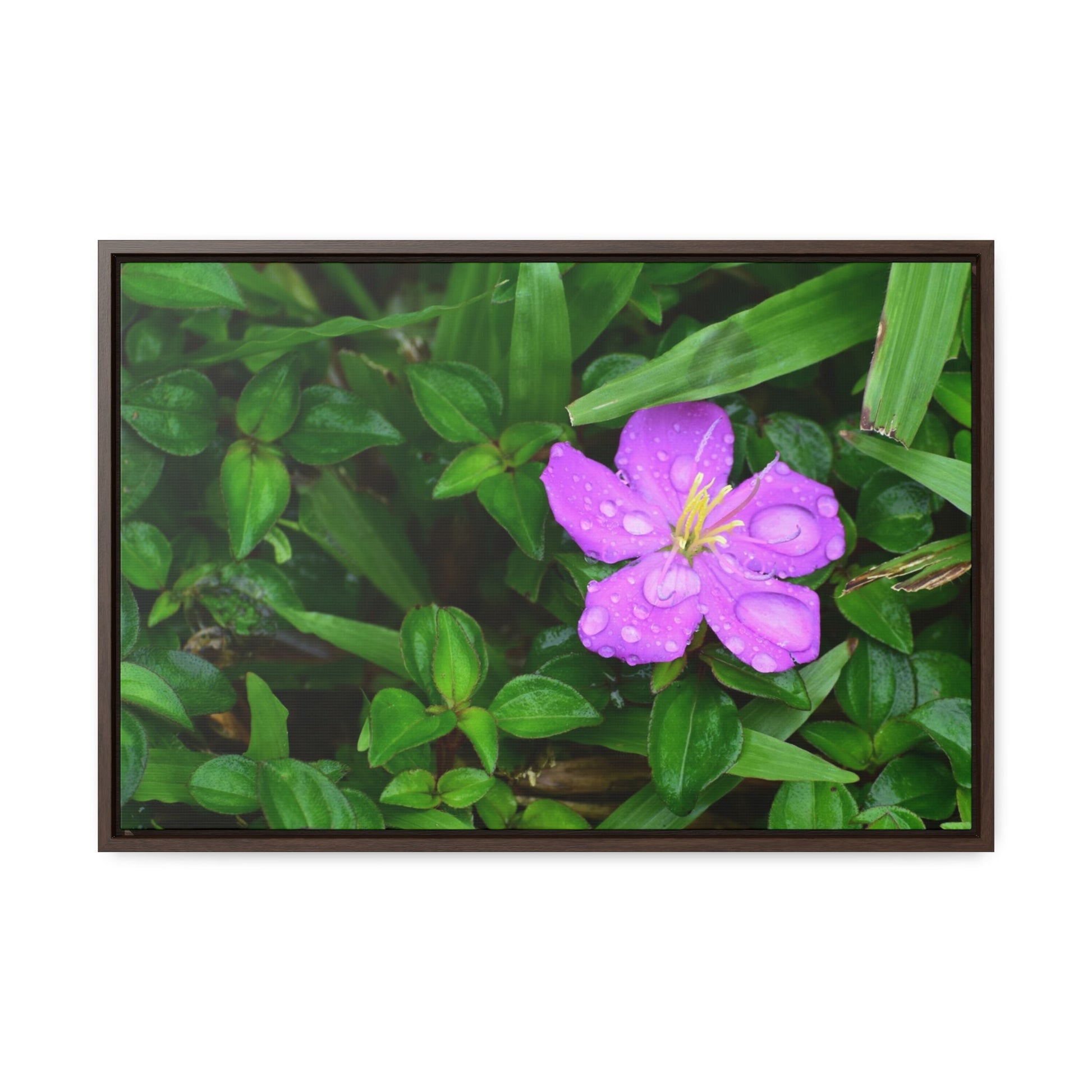 Rainforest Trails & Views - Gallery Canvas Wraps, Horizontal Frame - El Yunque National Forest - Puerto Rico - The beauty of a simple flower after the rain - Green Forest Home