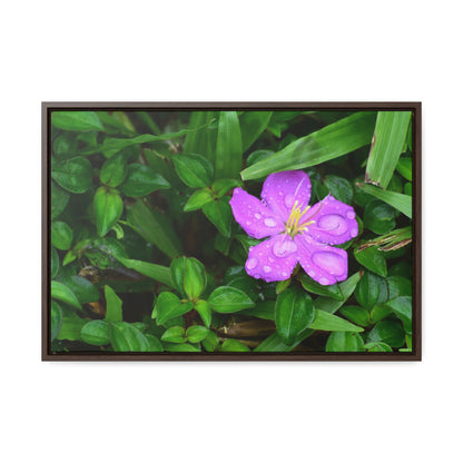Rainforest Trails & Views - Gallery Canvas Wraps, Horizontal Frame - El Yunque National Forest - Puerto Rico - The beauty of a simple flower after the rain - Green Forest Home