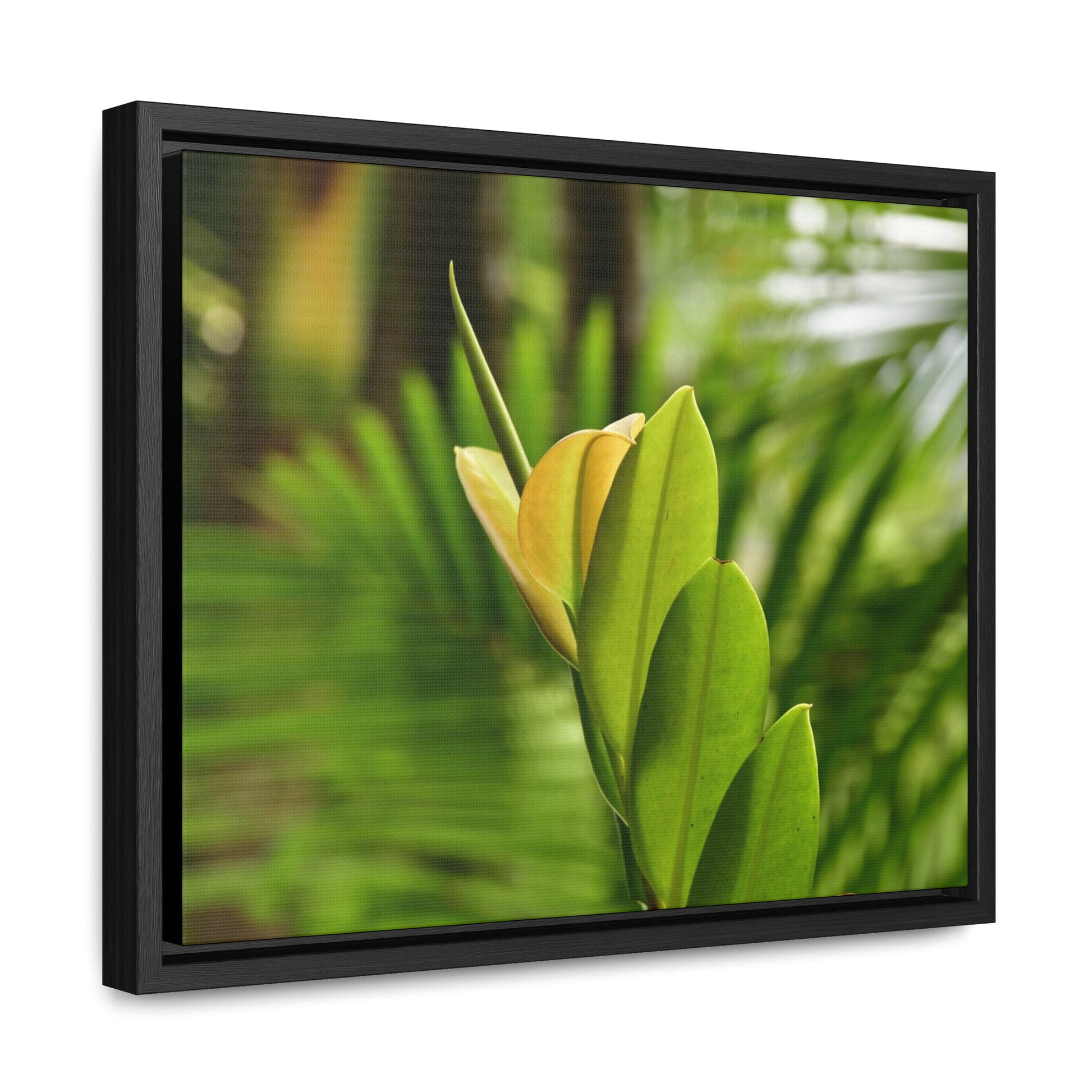 Rainforest Trails & Views - Gallery Canvas Wraps, Horizontal Frame - El Yunque National Forest - Puerto Rico - The beauty of a tree sprout in Tradewinds trail - Green Forest Home