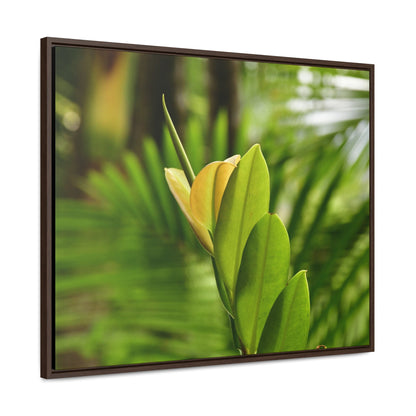 Rainforest Trails & Views - Gallery Canvas Wraps, Horizontal Frame - El Yunque National Forest - Puerto Rico - The beauty of a tree sprout in Tradewinds trail - Green Forest Home