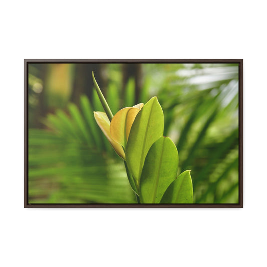 Rainforest Trails & Views - Gallery Canvas Wraps, Horizontal Frame - El Yunque National Forest - Puerto Rico - The beauty of a tree sprout in Tradewinds trail - Green Forest Home