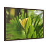 Rainforest Trails & Views - Gallery Canvas Wraps, Horizontal Frame - El Yunque National Forest - Puerto Rico - The beauty of a tree sprout in Tradewinds trail - Green Forest Home