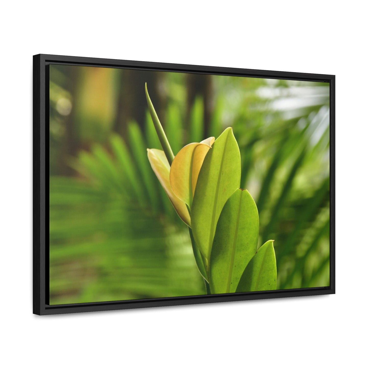 Rainforest Trails & Views - Gallery Canvas Wraps, Horizontal Frame - El Yunque National Forest - Puerto Rico - The beauty of a tree sprout in Tradewinds trail - Green Forest Home