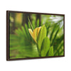 Rainforest Trails & Views - Gallery Canvas Wraps, Horizontal Frame - El Yunque National Forest - Puerto Rico - The beauty of a tree sprout in Tradewinds trail - Green Forest Home