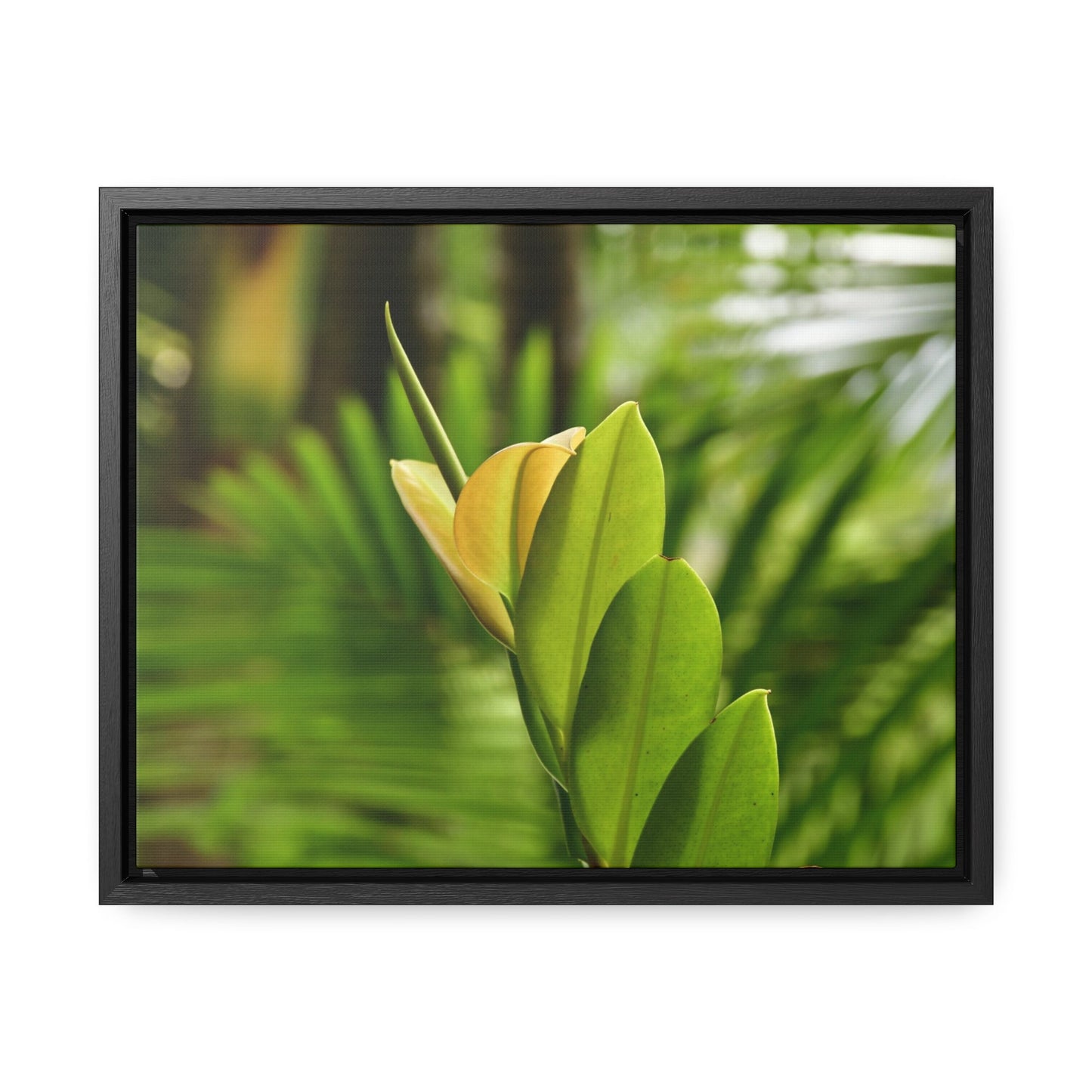 Rainforest Trails & Views - Gallery Canvas Wraps, Horizontal Frame - El Yunque National Forest - Puerto Rico - The beauty of a tree sprout in Tradewinds trail - Green Forest Home