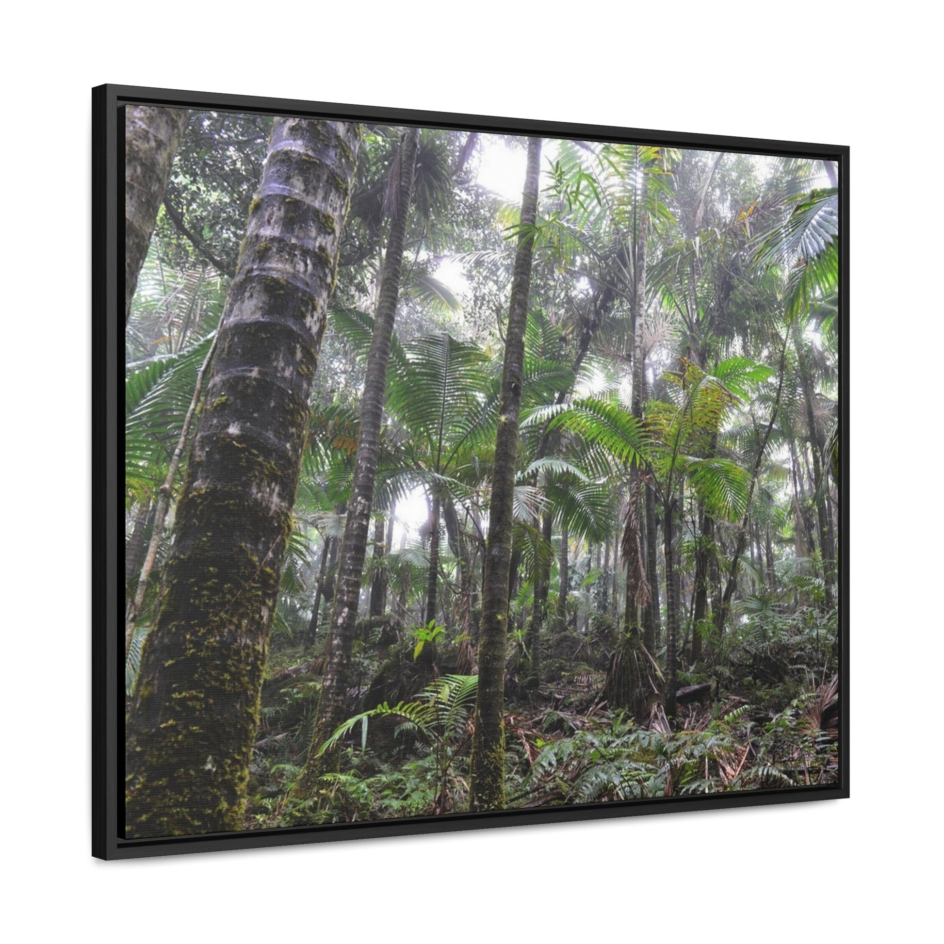 Rainforest Trails & Views - Gallery Canvas Wraps, Horizontal Frame - El Yunque National Forest - Puerto Rico - The dense Sierra Palm forest in the cloud forest of El Yunque peak - Green Forest Home