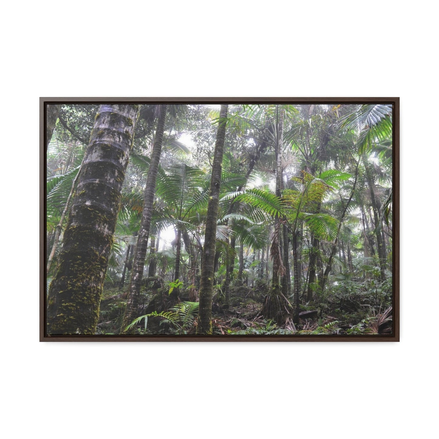 Rainforest Trails & Views - Gallery Canvas Wraps, Horizontal Frame - El Yunque National Forest - Puerto Rico - The dense Sierra Palm forest in the cloud forest of El Yunque peak - Green Forest Home