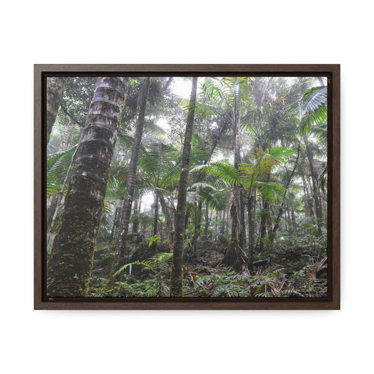 Rainforest Trails & Views - Gallery Canvas Wraps, Horizontal Frame - El Yunque National Forest - Puerto Rico - The dense Sierra Palm forest in the cloud forest of El Yunque peak - Green Forest Home