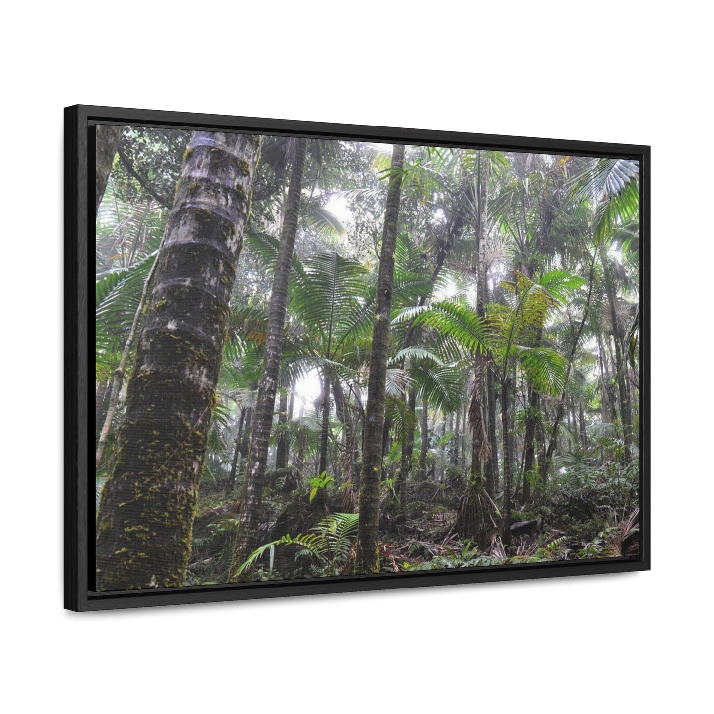 Rainforest Trails & Views - Gallery Canvas Wraps, Horizontal Frame - El Yunque National Forest - Puerto Rico - The dense Sierra Palm forest in the cloud forest of El Yunque peak - Green Forest Home