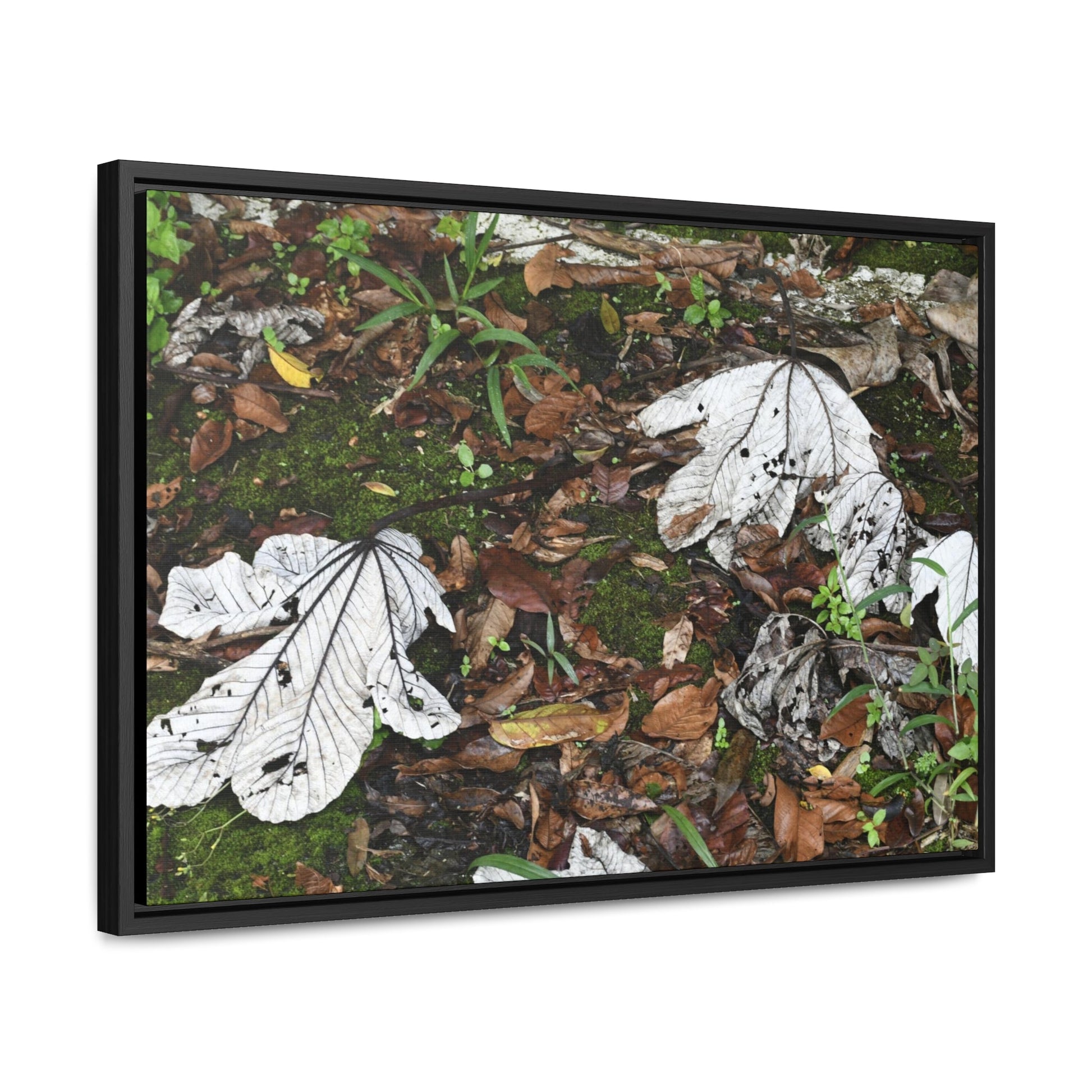 Rainforest Trails & Views - Gallery Canvas Wraps, Horizontal Frame - El Yunque National Forest - Puerto Rico - The huge variety of the Yagrumo Tree leaves - white below - Green Forest Home