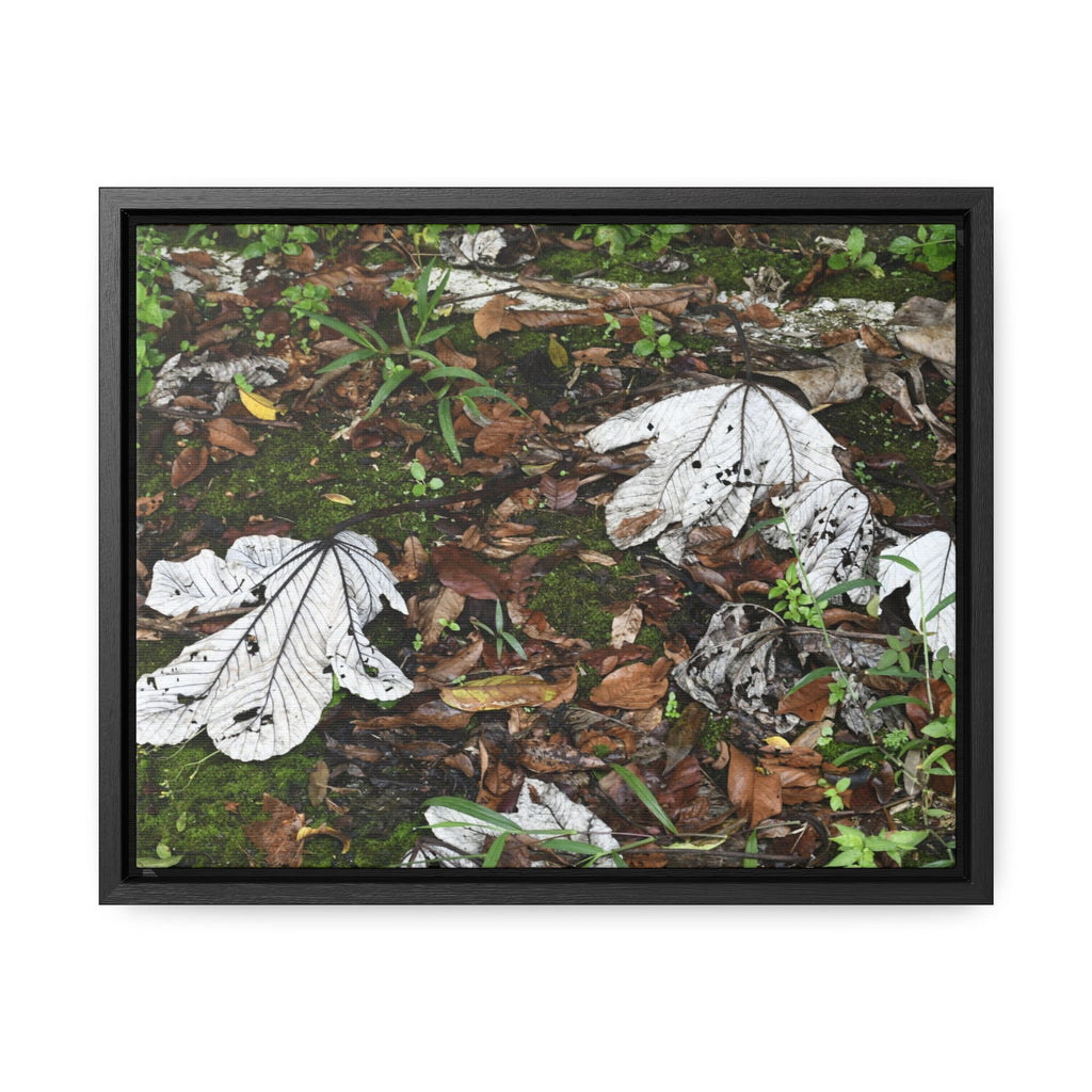 Rainforest Trails & Views - Gallery Canvas Wraps, Horizontal Frame - El Yunque National Forest - Puerto Rico - The huge variety of the Yagrumo Tree leaves - white below - Green Forest Home