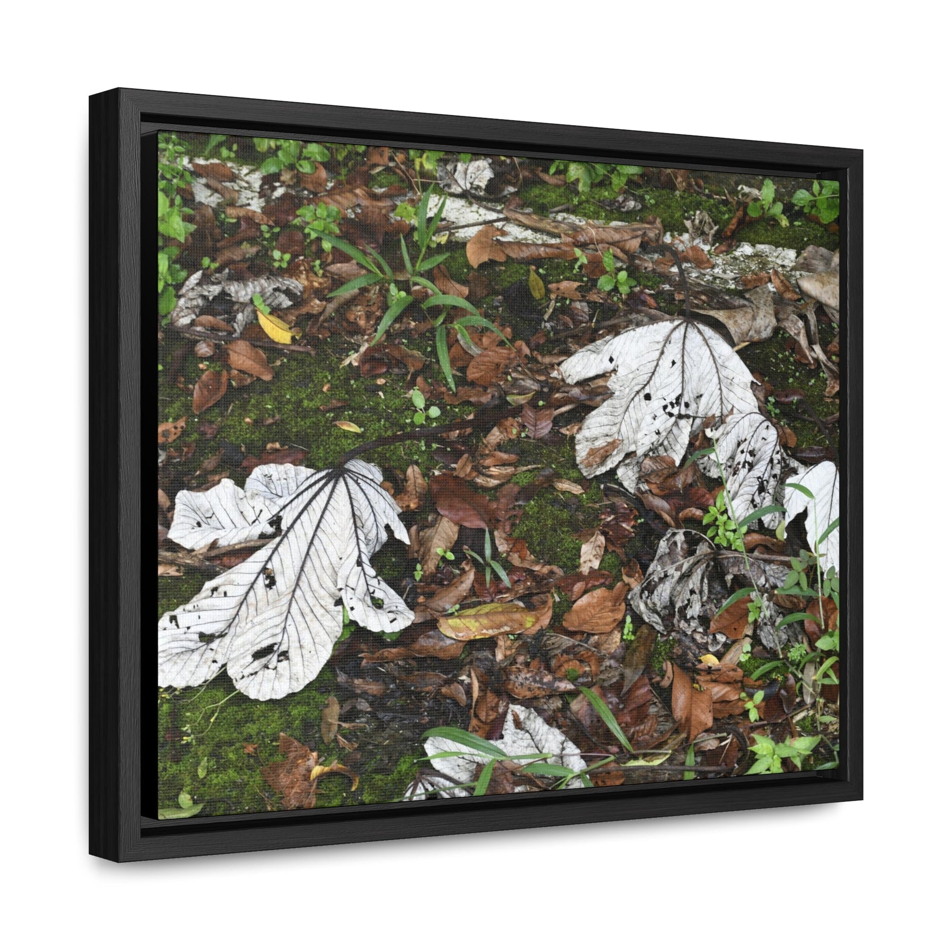 Rainforest Trails & Views - Gallery Canvas Wraps, Horizontal Frame - El Yunque National Forest - Puerto Rico - The huge variety of the Yagrumo Tree leaves - white below - Green Forest Home
