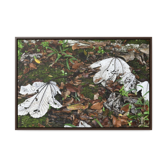 Rainforest Trails & Views - Gallery Canvas Wraps, Horizontal Frame - El Yunque National Forest - Puerto Rico - The huge variety of the Yagrumo Tree leaves - white below - Green Forest Home