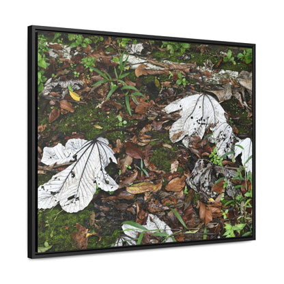 Rainforest Trails & Views - Gallery Canvas Wraps, Horizontal Frame - El Yunque National Forest - Puerto Rico - The huge variety of the Yagrumo Tree leaves - white below - Green Forest Home